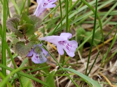 Glechoma hederacea