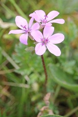 Erodium cicutarium