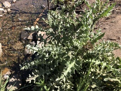 Cirsium fontinale