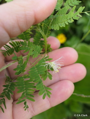 Desmanthus pernambucanus