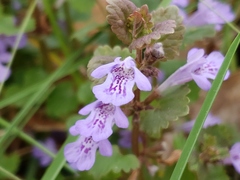 Glechoma hederacea