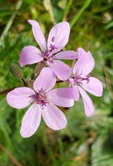 Erodium cicutarium