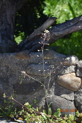 Capsella bursa-pastoris