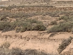 Salpinctes obsoletus