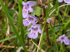 Glechoma hederacea