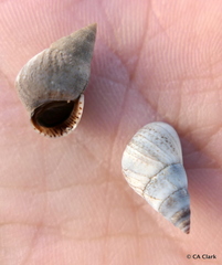 Littoraria pintado