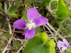Viola sororia