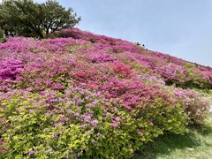 Rhododendron mucronulatum