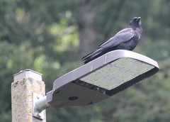 Corvus brachyrhynchos