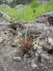 Echeveria craigiana