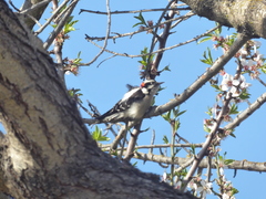 Dryobates pubescens