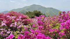 Rhododendron mucronulatum