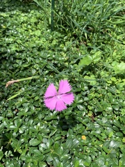 Dianthus palinensis