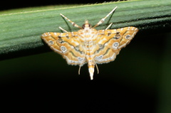 Ommatospila narcaeusalis