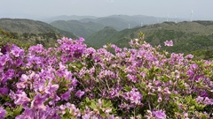 Rhododendron mucronulatum