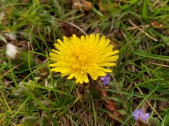 Taraxacum