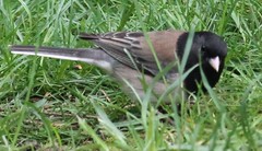 Junco hyemalis