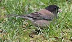 Junco hyemalis