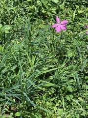 Dianthus palinensis