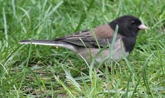 Junco hyemalis