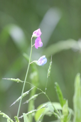 Lathyrus hirsutus