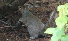 Sciurus carolinensis