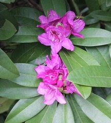 Rhododendron × hybridum