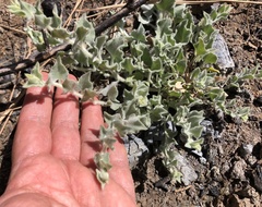 Calystegia malacophylla