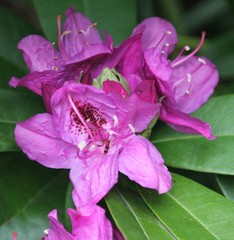 Rhododendron × hybridum