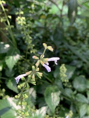 Salvia tashiroi