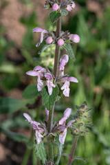 Stachys rigida quercetorum