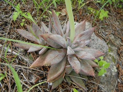 Echeveria craigiana