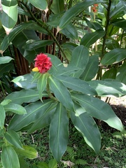 Costus barbatus
