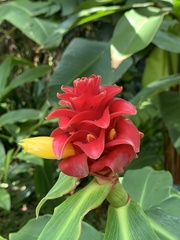 Costus barbatus