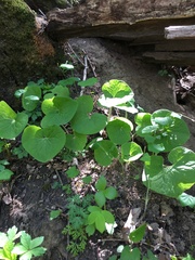 Asarum canadense canadense
