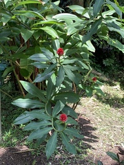Costus barbatus