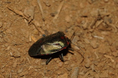 Rhyssocephala rufonotata
