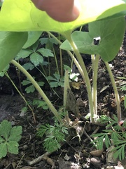 Asarum canadense canadense