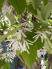 Chionanthus