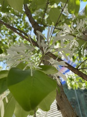Chionanthus