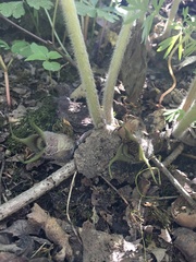 Asarum canadense canadense