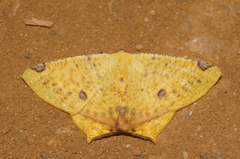 Nepheloleuca illiturata