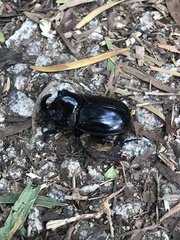 Trichogomphus mongol