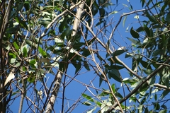Eucalyptus globulus
