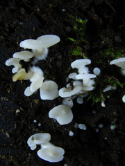 Crepidotus nyssicola