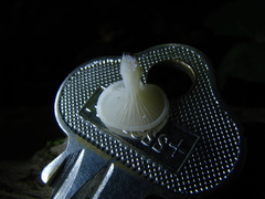 Crepidotus nyssicola