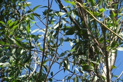 Eucalyptus globulus
