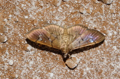 Microthyris anormalis