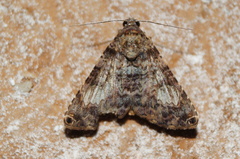 Coenipeta bibitrix