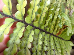 Asplenium horridum